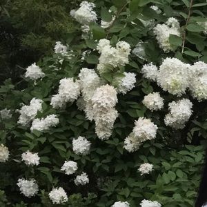 Meet your Posher, George